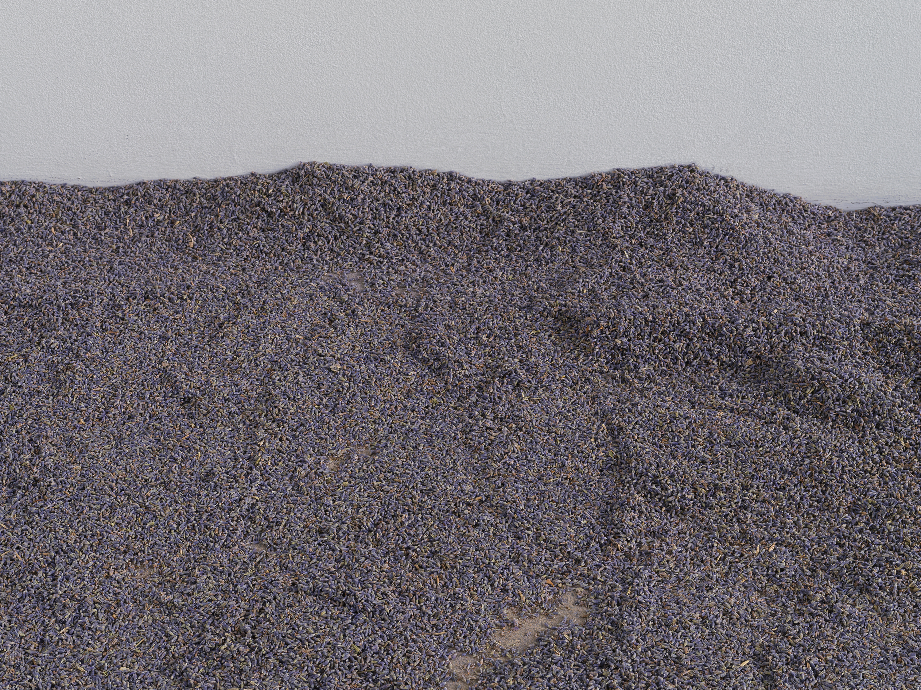 Close-up of lavender-covered flooring with a narrow strip of white wall visible above.