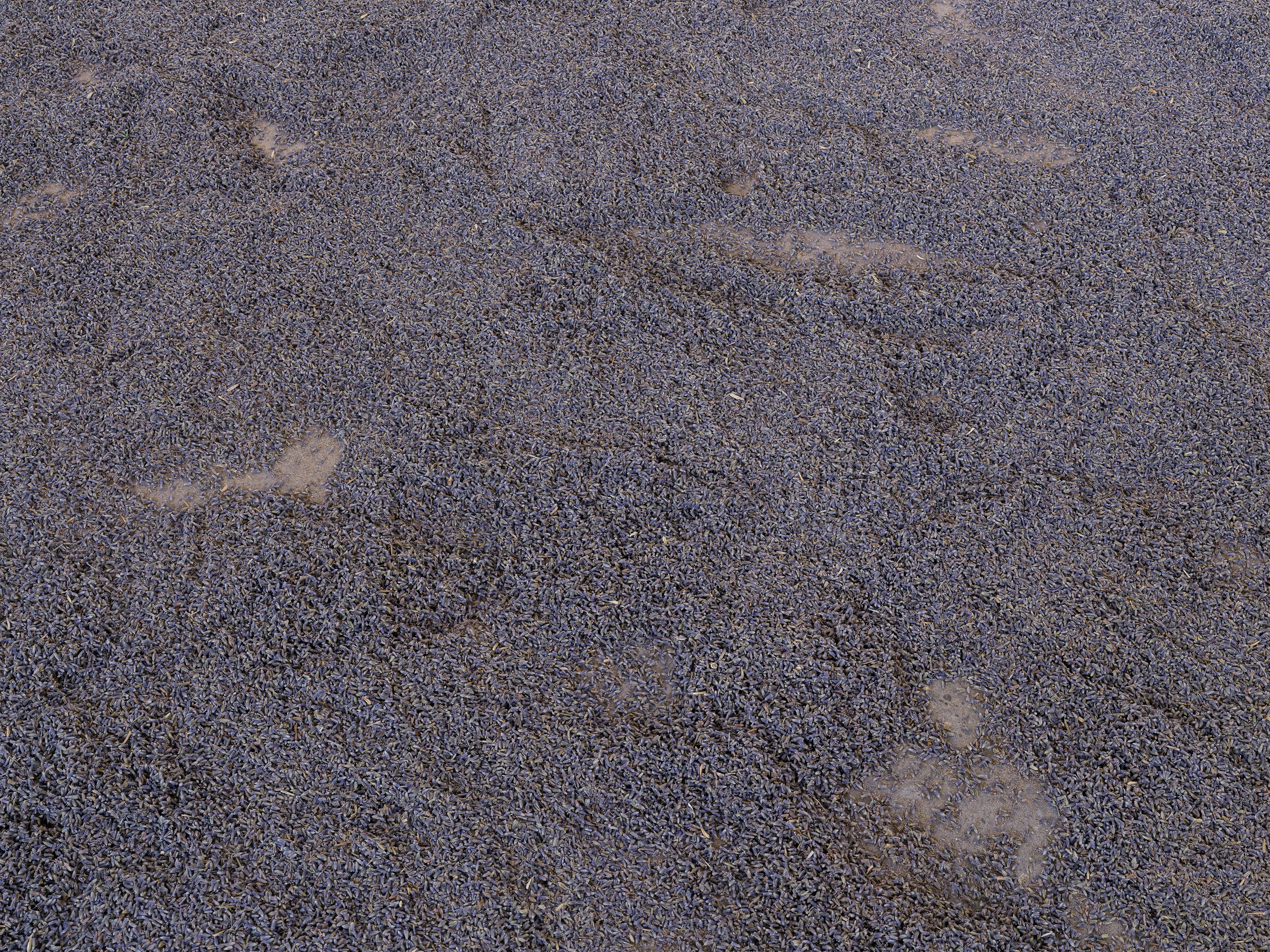 Close-up view of lavender-covered flooring.